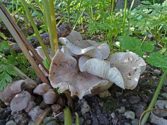 Tricholoma argyraceum - Zilveren ridderzwam