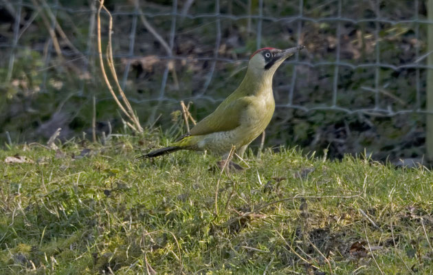 Groene specht
