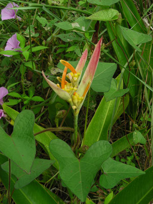 Heliconia species
