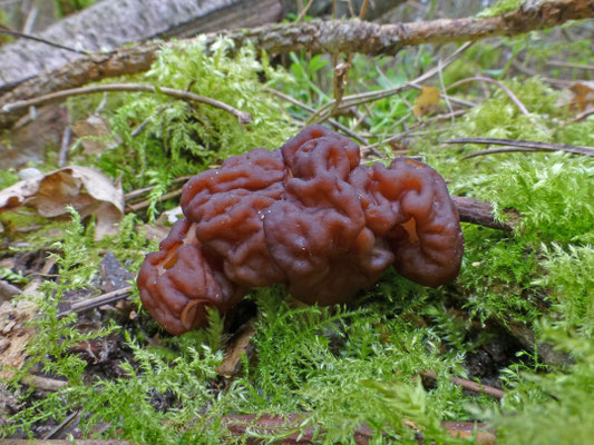 Gyromitra esculenta - Voorjaarskluifzwam