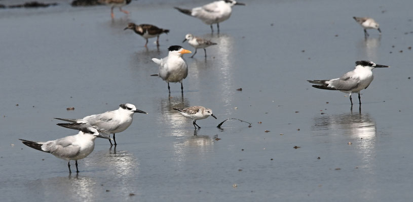 Calidris alba - Sanderling
