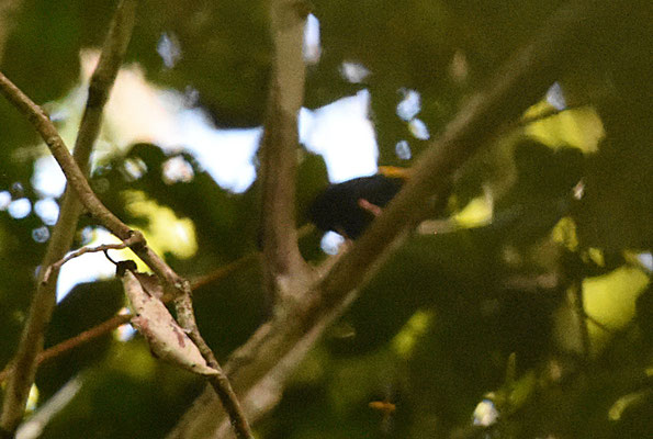 Golden-headed Manakin