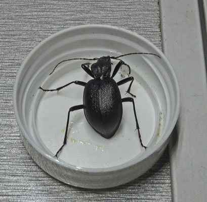 Cychrus caraboides - Lederslakkenloopkever