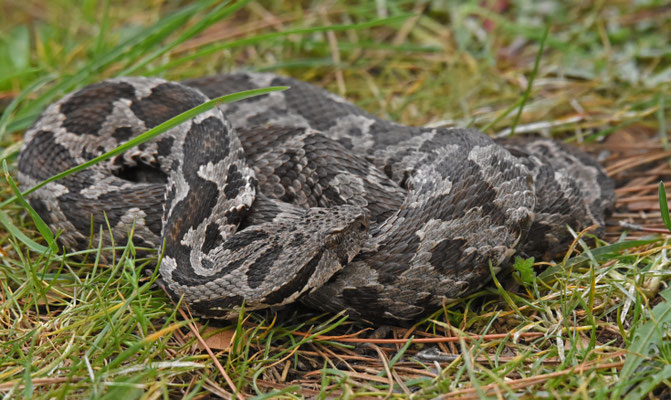 Ottomaanse Adder