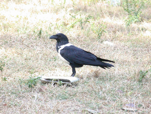 Pied Crow