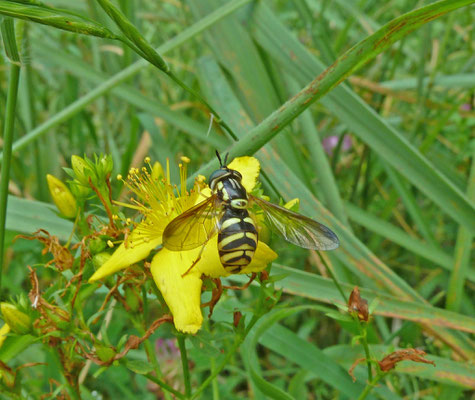 Chrysotoxum verralli - Saksische fopwesp