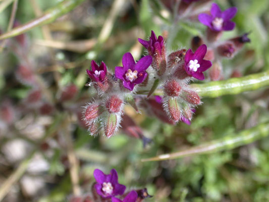 Anchusa officinalis - Gewone ossentong