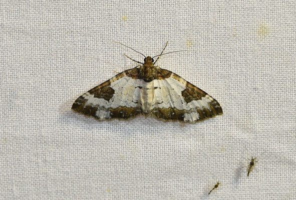 Melanthia procellata - Witvlekbosrankspanner