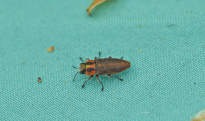 prachtkever spec