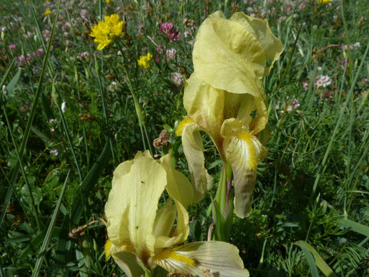 Iris lutescens