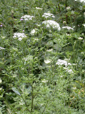 Aethusa cynapium - Hondspeterselie