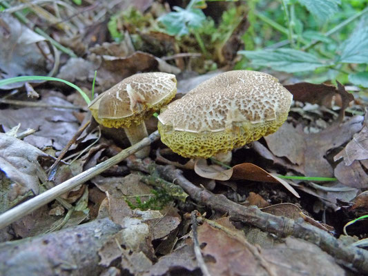 Xerocomellus porosporus - Sombere fluweelboleet