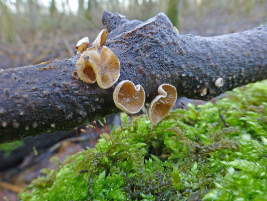 Schizophyllum amplum - Vals judasoor