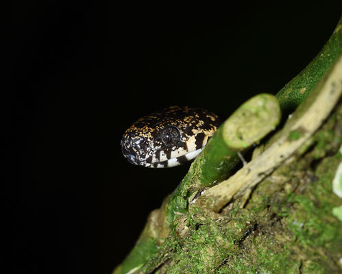Sibon nebulata nebulata - Bruine Kortsnuitboomslang