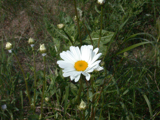 Leucanthemum vulgare - Margriet