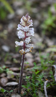 Orobanche crenata