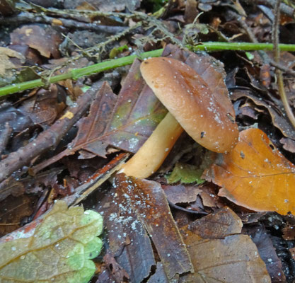 Lactarius subdulcis - Bitterzoete melkzwam