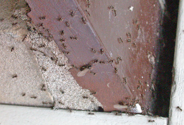 Lasius niger - bruine wegmier