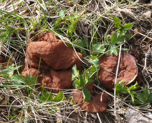 Discina ancilis - Grote voorjaarsbekerzwam