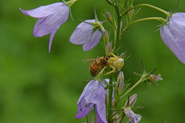 Bloemkrabspin (Thomisus onustus)