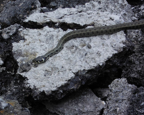 Ringslang (Natrix natrix)