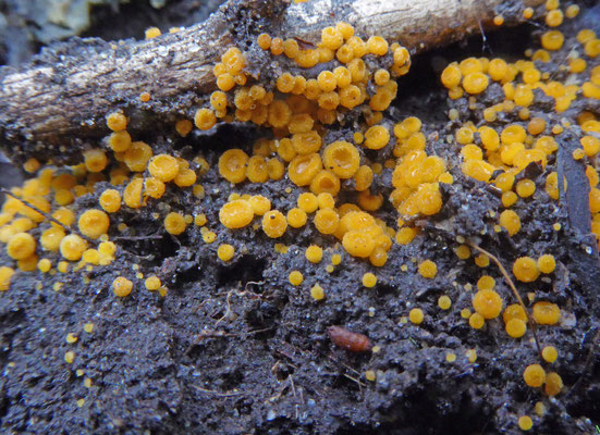 Cheilymenia theleboloides - Compostborstelbekertje