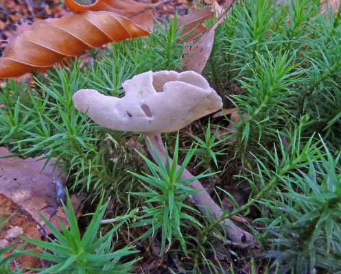 Helvella elastica - Holsteelkluifzwam