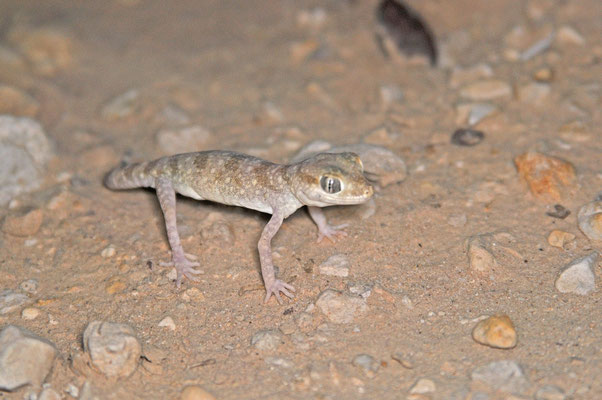 Stenodactylus sthenodactylus 