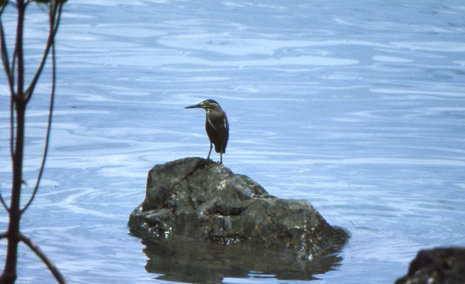 Striaten Heron