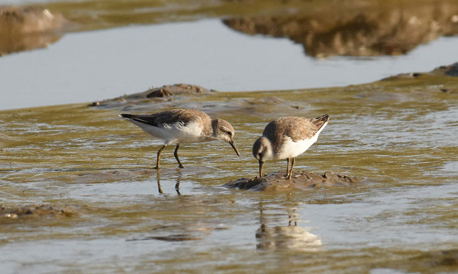 Semipalmated Sandpiper