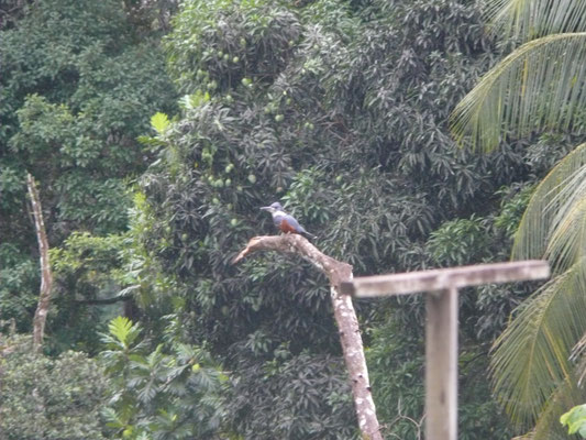 Ringed Kingfisher