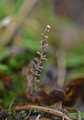 Vertakte collybia - Dendrocollybia racemosa