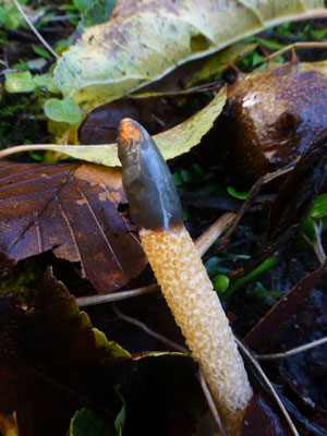 Mutinus caninus - Kleine stinkzwam