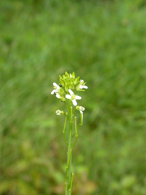 Arabis glabra - Torenkruid