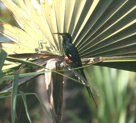 Phoeniculus purpureus - Green Wood Hoopoe