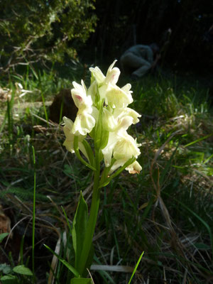 Orchis provincialis - Stippelorchis