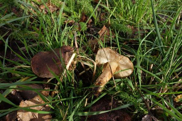 Tricholoma populinum - Populierenridderzwam