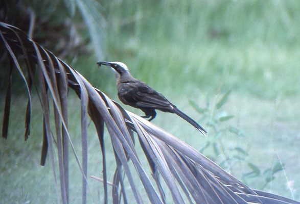 Rufous-crowned Babbler