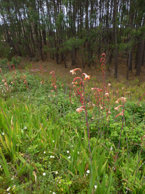 Crocosmia x crocosmiflora