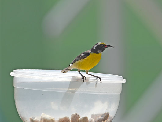 Bananaquit - Suikerdiefje