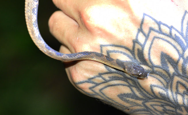 Leptodeira annulata annulata - Gewone Kattenoogslang