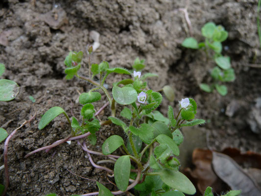 Veronica agrestis - Akkerereprijs