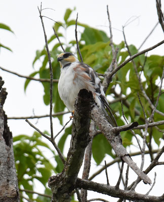 Pearl Kite