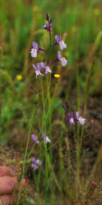 Linaria repens - Gestreepte leeuwenbek