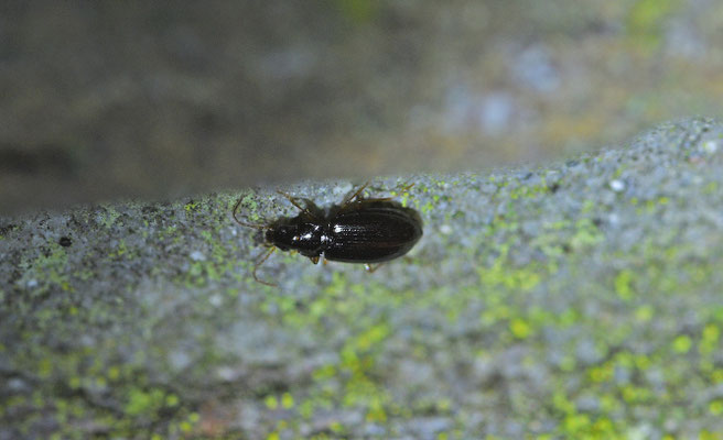 Muurpiemkever - Ocys quinquestriatus