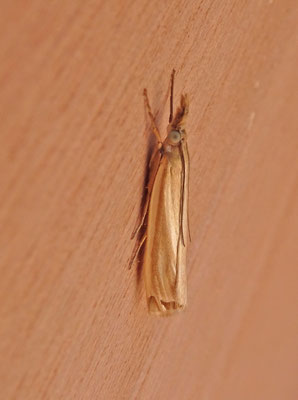 Crambus perlella - Bleke grasmot