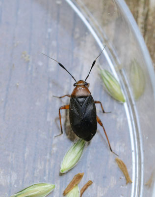 Zwarte capsus