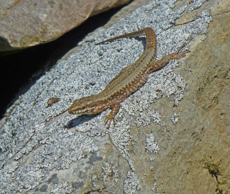 Podarcis muralis