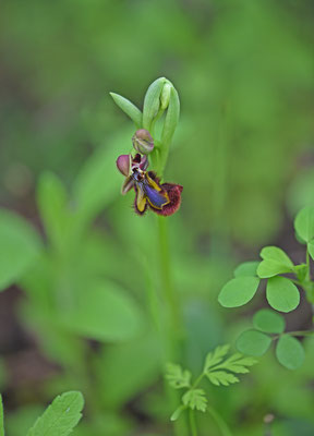 Spiegelophrys