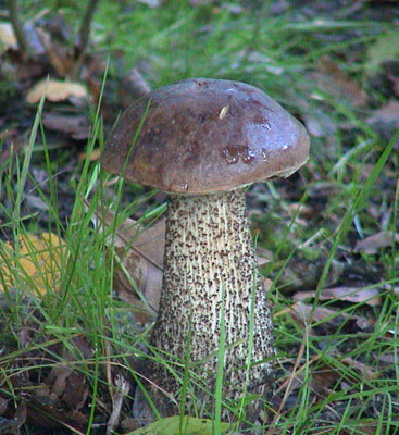 Leccinum scabrum - Gewone berkenboleet